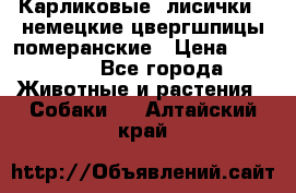 Карликовые “лисички“  немецкие цвергшпицы/померанские › Цена ­ 35 000 - Все города Животные и растения » Собаки   . Алтайский край